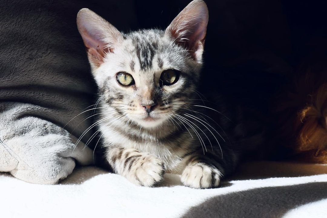 Bengal cat cost/How much does a bengal cat cost/Bengal cats