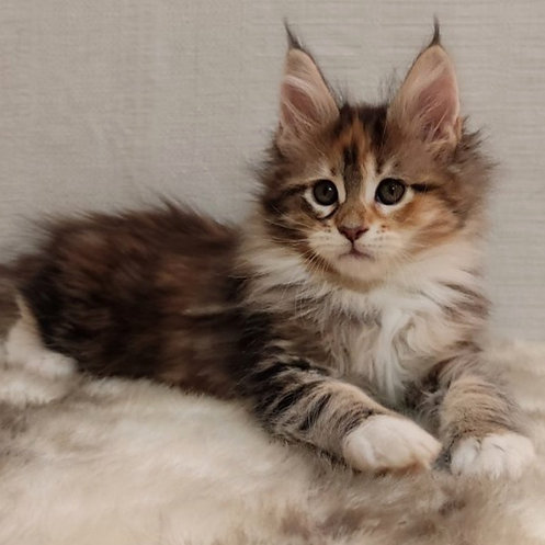 Maine coon kittens for sale ohio/Maine coon breeders ohio