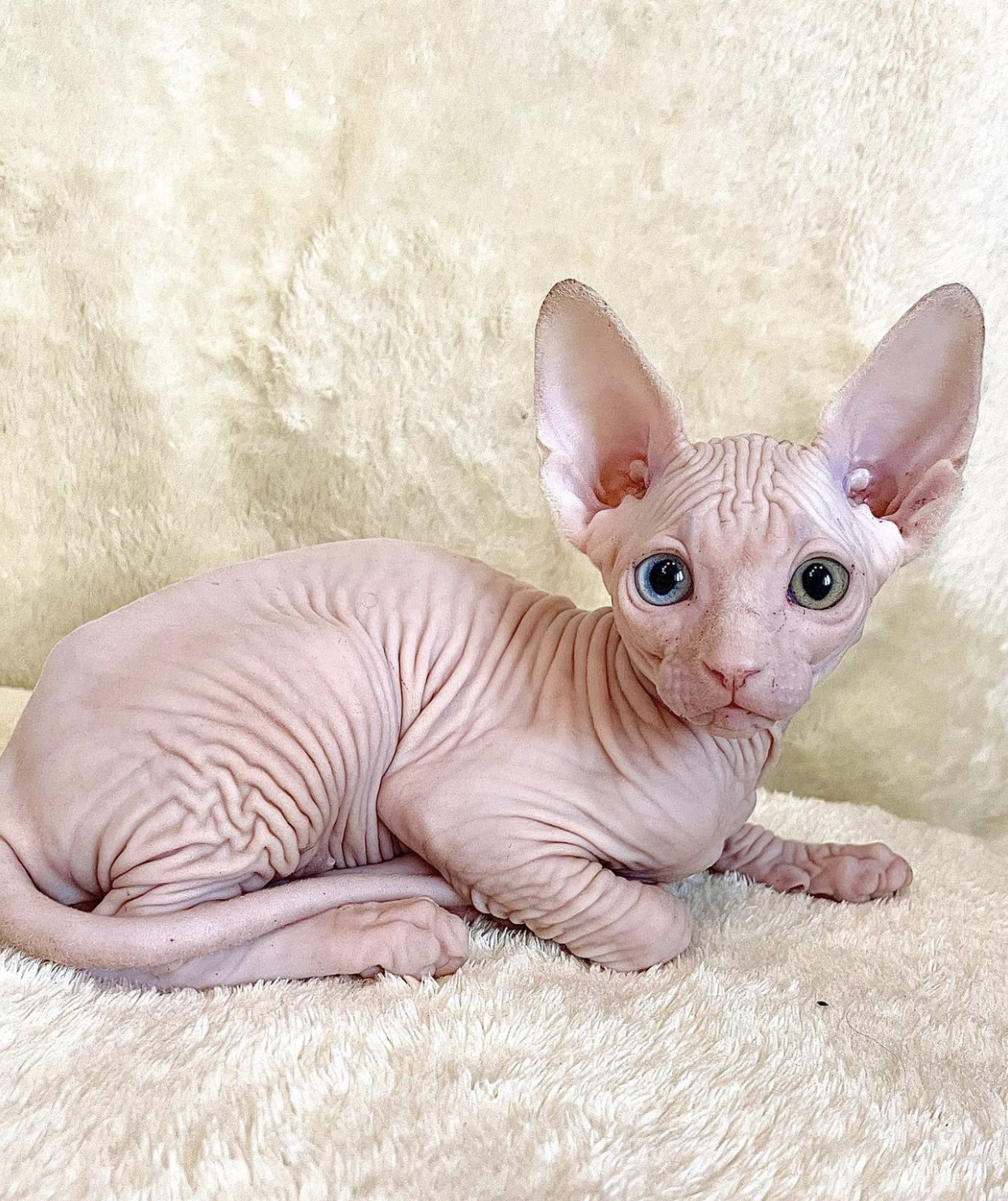 Hairless kittens for sale/Hairless sphynx cat for sale