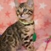 bengal kittens for sale
