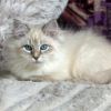 Siberian blue kitten