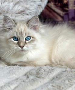 Siberian blue kitten