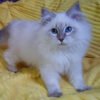 Siberian Cat Breeders