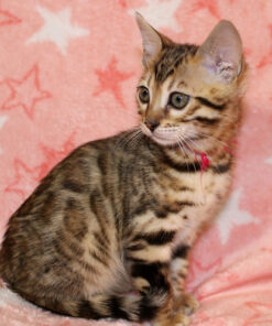 Snow bengal kittens for sale