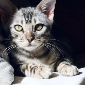 bengal cat cost