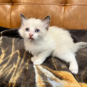 Ragdoll kittens for sale $200