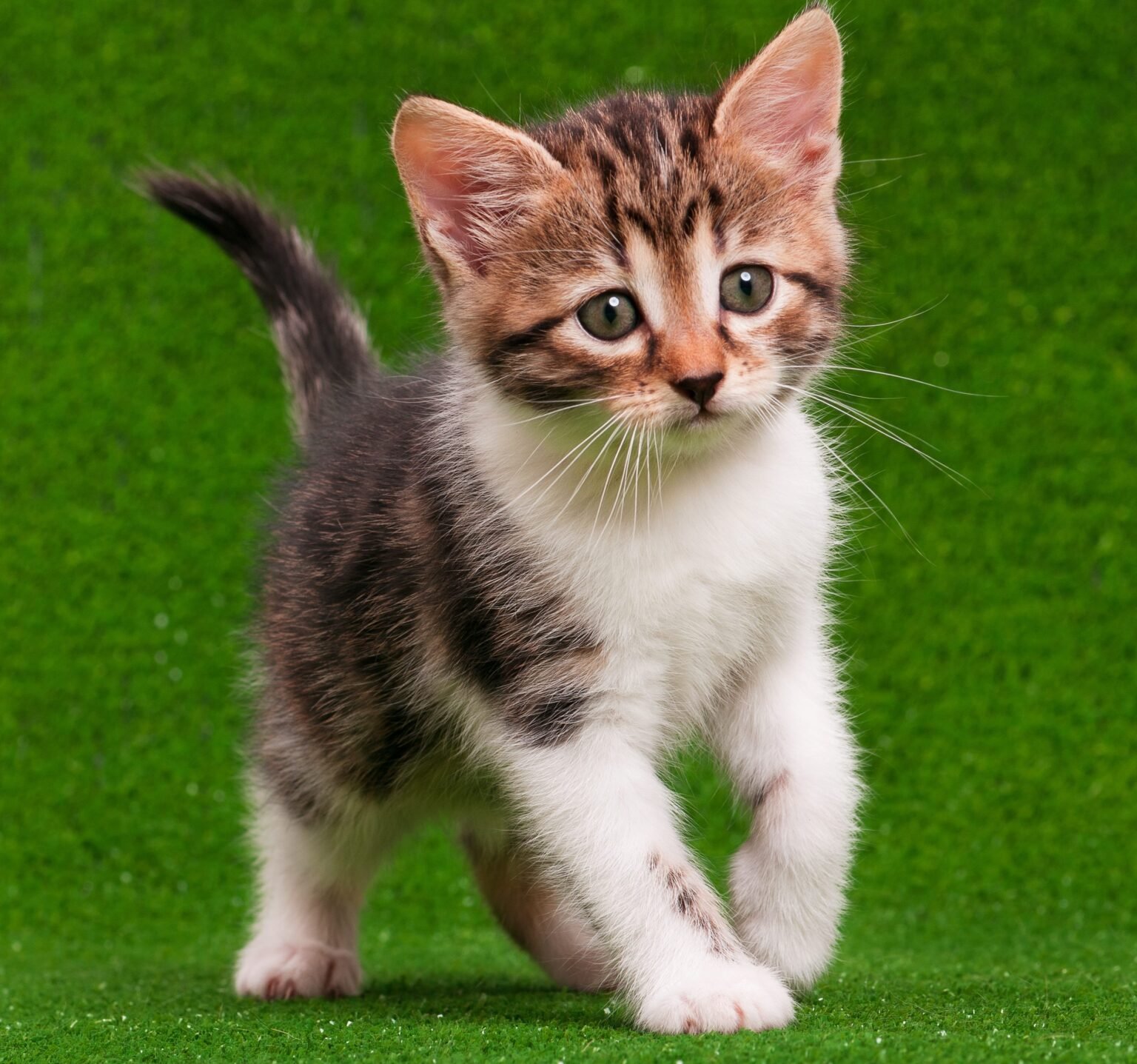 Cheap kittens/cheap kittens for sale/Cheap kittens for sale near me