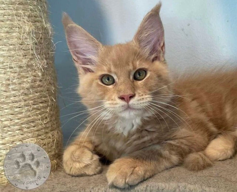 Buy maine coon cat/where can i buy a maine coon cat