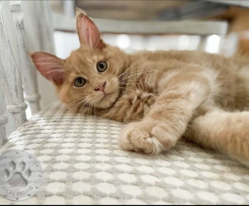 Buy maine coon cat/where can i buy a maine coon cat