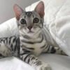 Bengal kittens for sale under $500 near me