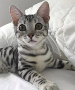 Bengal kittens for sale under $500 near me