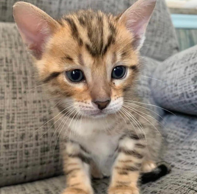 Bengal cat breeders near me/Bengal cat breeders/Bengal Breeders