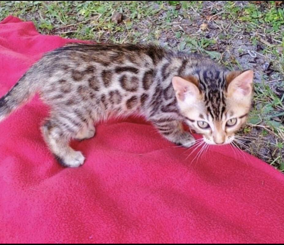 Buy bengal cat/Where to buy a bengal cat/Buy a bengal cat