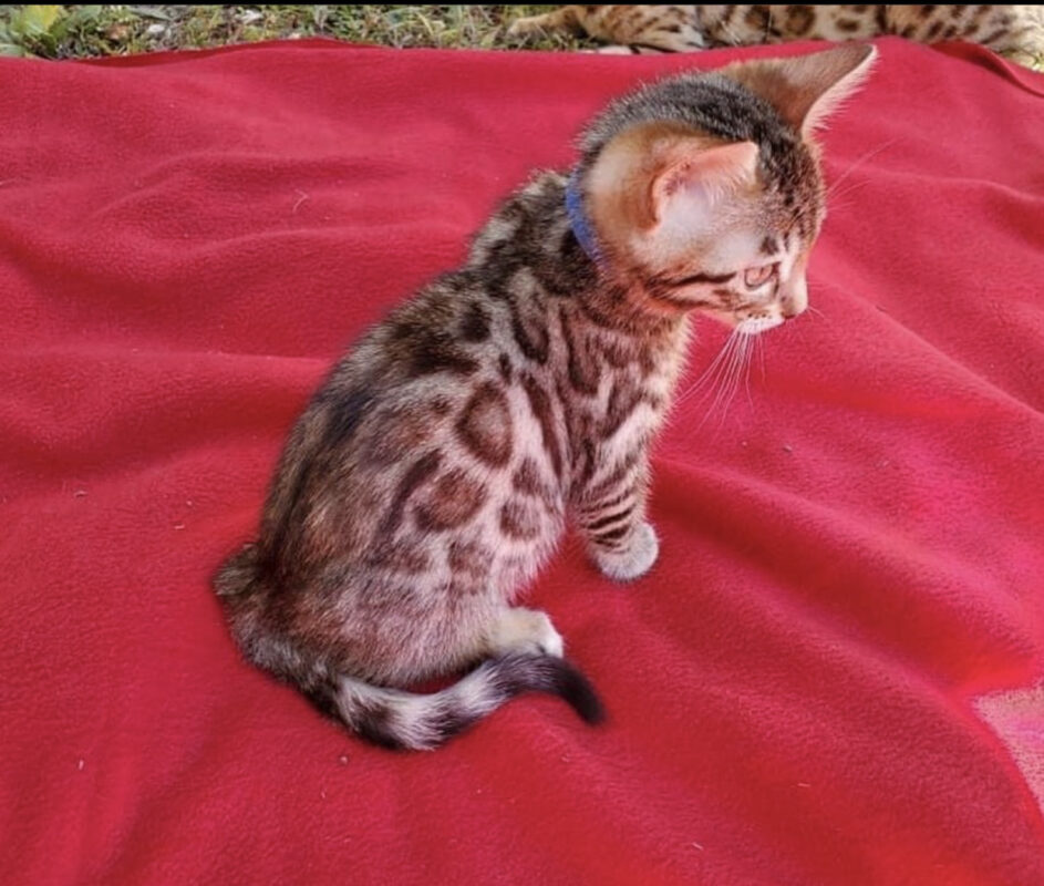 Buy bengal cat/Where to buy a bengal cat/Buy a bengal cat