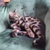blue silver bengal cat