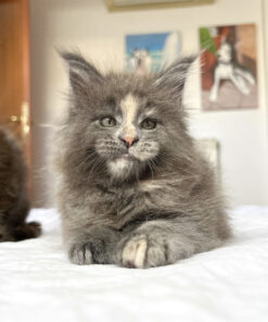 Maine coon kittens for sale atlanta