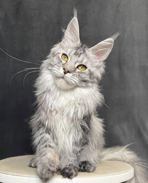 Maine coon kittens for sale under $1000