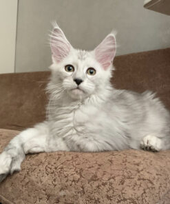 Maine coon kittens for sale $450 ohio