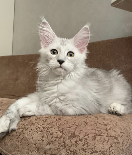 Maine coon kittens for sale $450 ohio
