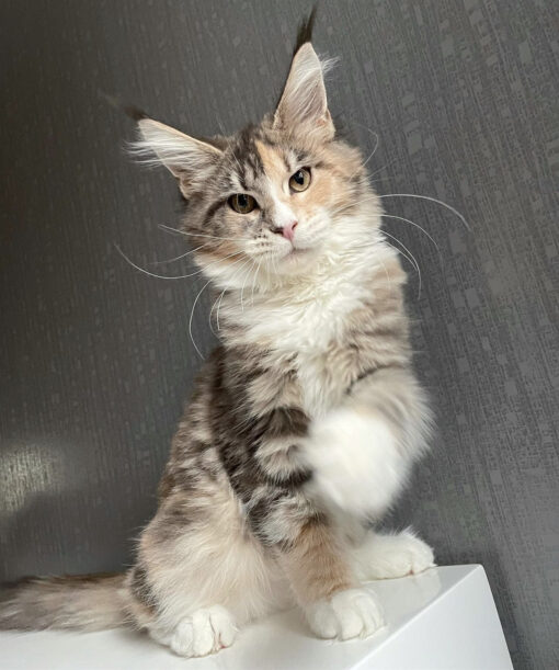 Maine coon kittens for sale in michigan