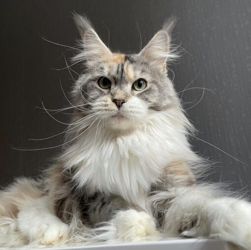 Maine coon kittens for sale in michigan