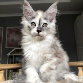 Maine coon kittens for sale san antonio
