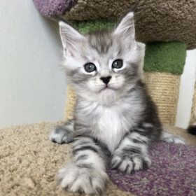 Maine coon kittens for sale Dallas