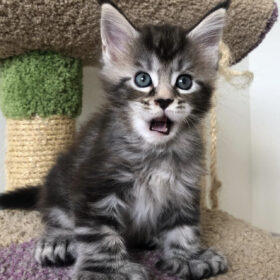 Maine coon kittens Florida