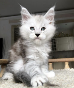 Maine coon kittens for sale portland