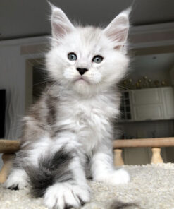 Maine coon kittens for sale portland