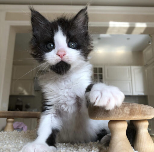 Maine coon kittens for sale pittsburgh