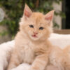Maine coon kittens for sale colorado springs