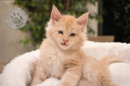Maine coon kittens for sale colorado springs