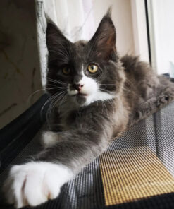 Maine coon kittens for sale Houston