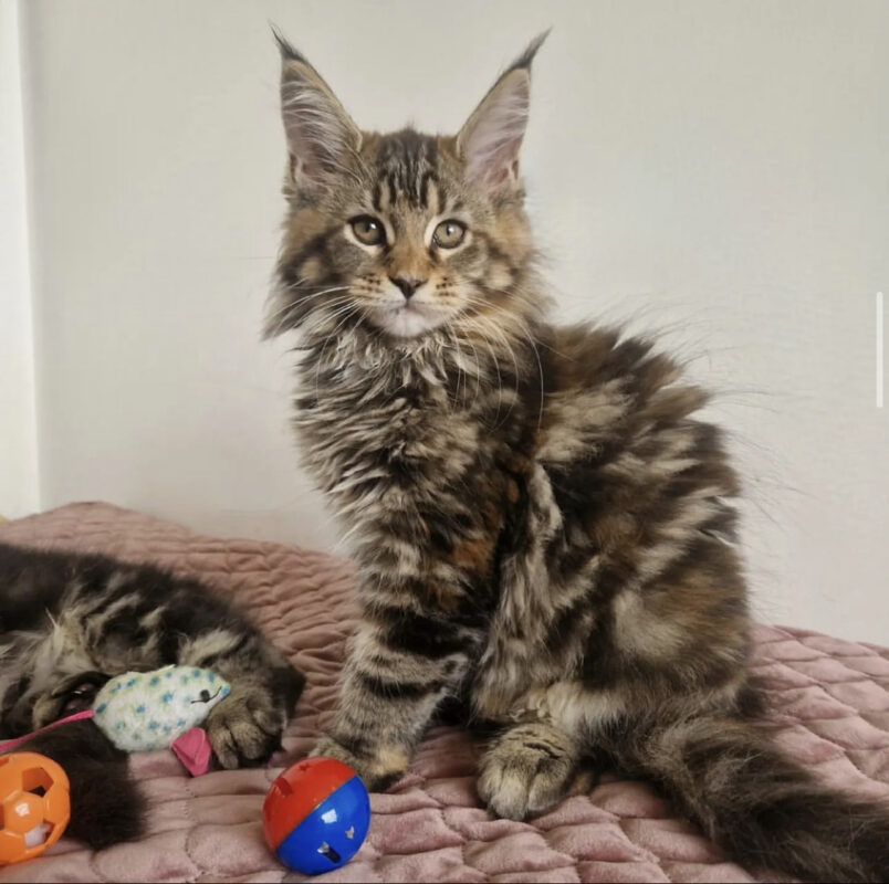 Black smoke maine coon kittens for sale/Black smoke maine coon