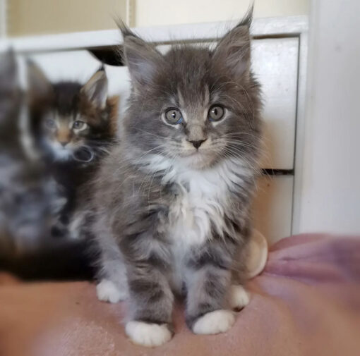 Maine coon kittens for sale nj