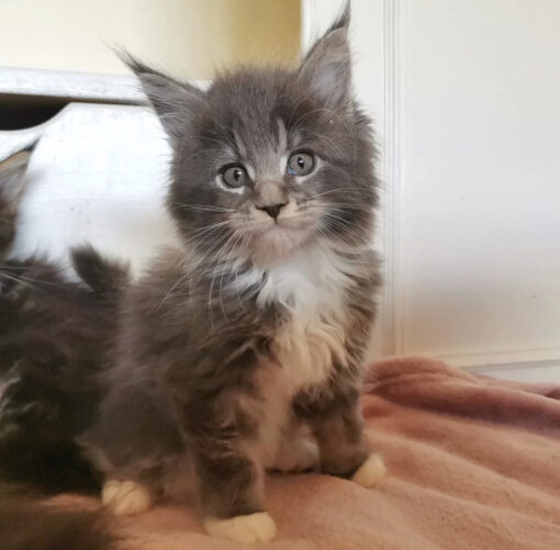 Maine coon kittens for sale nj