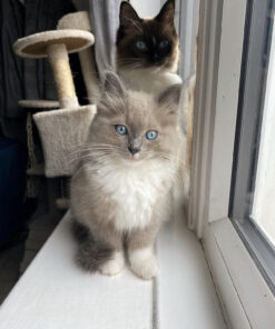 Kittens for sale NJ