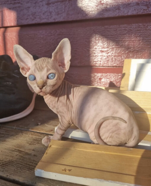Craigslist kittens for sale