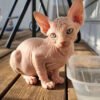 Black sphynx kittens for sale