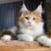 Maine coon kittens for adoption