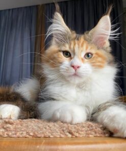 Maine coon kittens for adoption