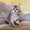 purebred maine coon cat for sale