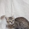 Bengal kittens for sale Florida