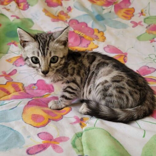 Bengal cat kittens for sale