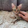 Bengal kittens for sale Los angeles