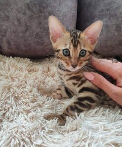Bengal kittens for sale Los angeles