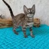 Grey bengal cat