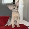 Abyssinian cat breeders
