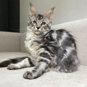 Maine coon for sale